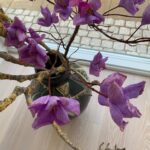 Messenger_creation_CEC08B02-5A7F-4BDD-AE83-18D38FABEF27